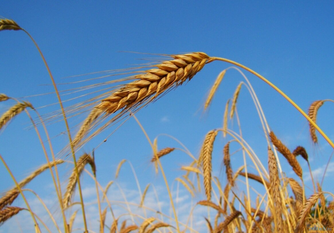 Что будет, если в мире не останется запасов зерна?