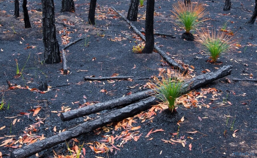 Что такое мегапожары и как можно восстановить сгоревшие леса?