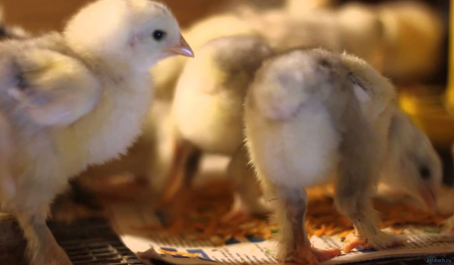 Как производится мясо курицы и почему оно становится дороже говядины?