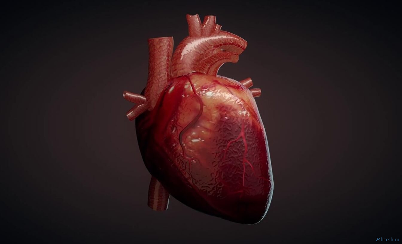 Ученые вырастили небольшую копию сердца. Как это изменит наше будущее?