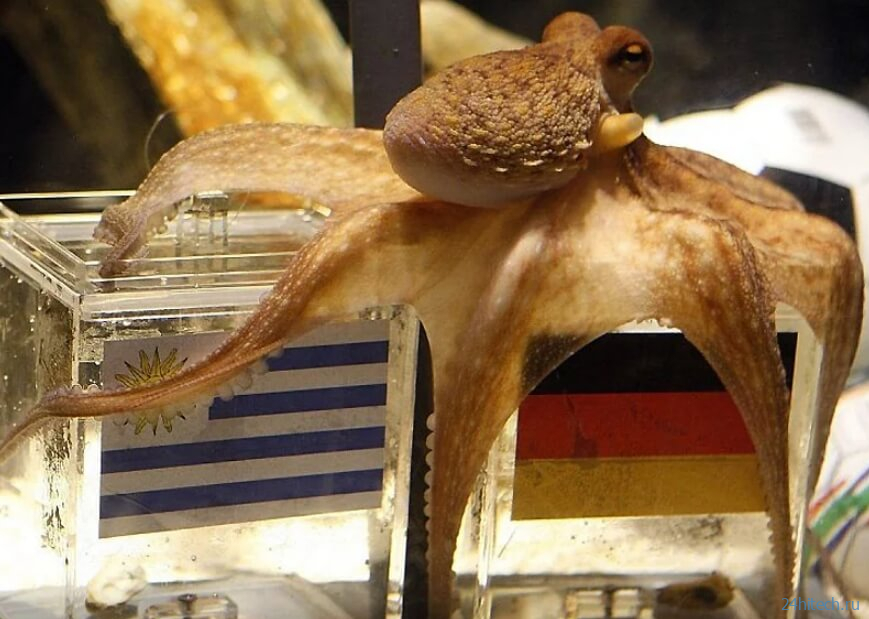 Ученые назвали причину чрезвычайного ума осьминогов