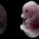 Ученые превратили стволовые клетки в эмбрионы — как такое возможно?