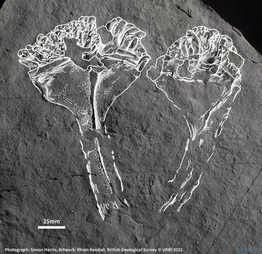 Ученые нашли самого первого хищника на Земле возрастом 560 миллионов лет
