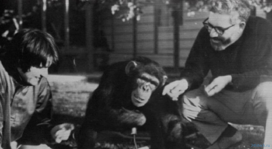 Как ученые пытались превратить обезьяну в человека