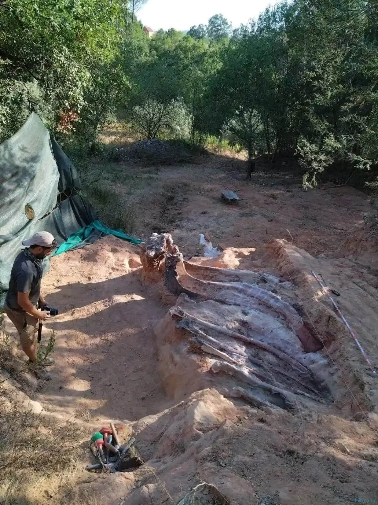 В Португалии найден скелет динозавра ростом с высотное здание