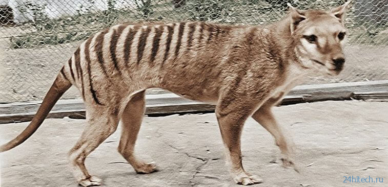 Ученые “оживят” тасманского тигра, чтобы восстановить его экосистему