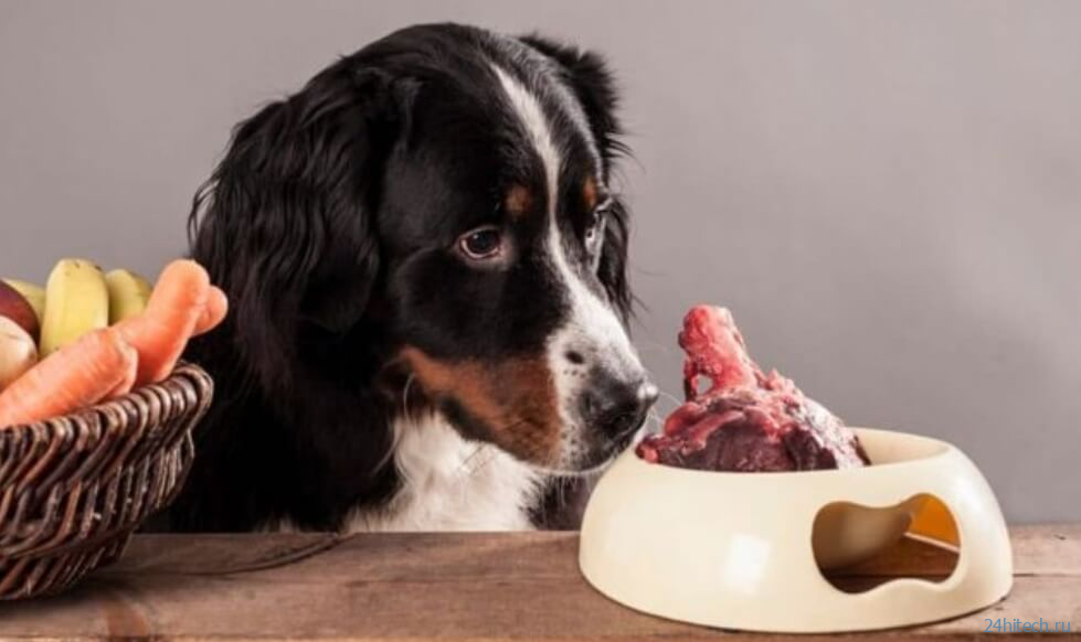 Кормление домашних собак сырым мясом может навредить их хозяевам