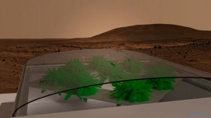 Какие растения можно вырастить в марсианском грунте?
