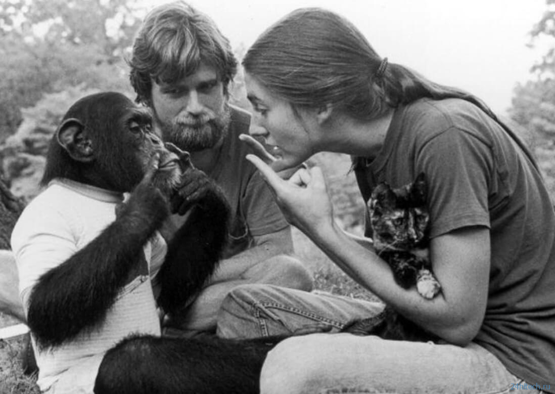 Как ученые пытались превратить обезьяну в человека