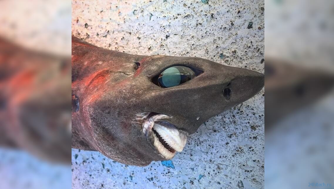 В Австралии выловили жуткую, неизвестную ранее акулу с человеческой улыбкой