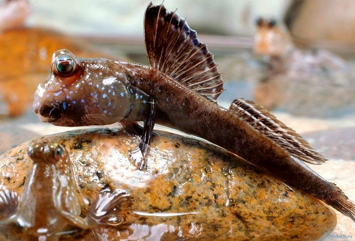 Прыгающие рыбы, которые живут на суше — правда или миф?