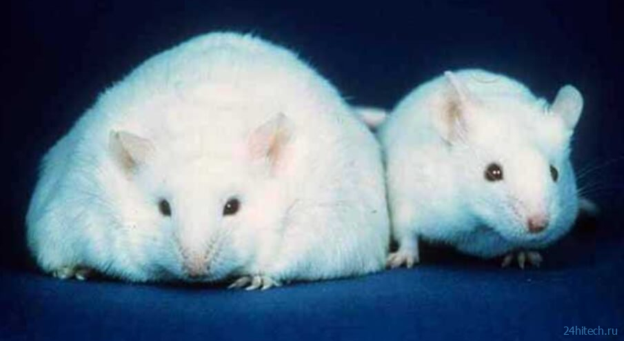 Ученые выяснили как и зачем жир в организме “общается” с мозгом