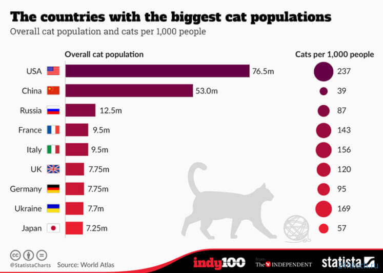 Почему люди обожают кошек и при чем тут паразиты?