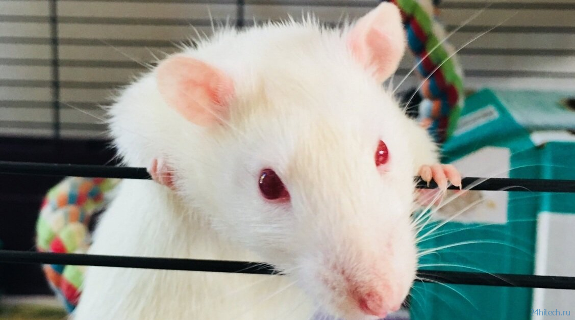 Крысе пересадили человеческий мозг — что из этого вышло?