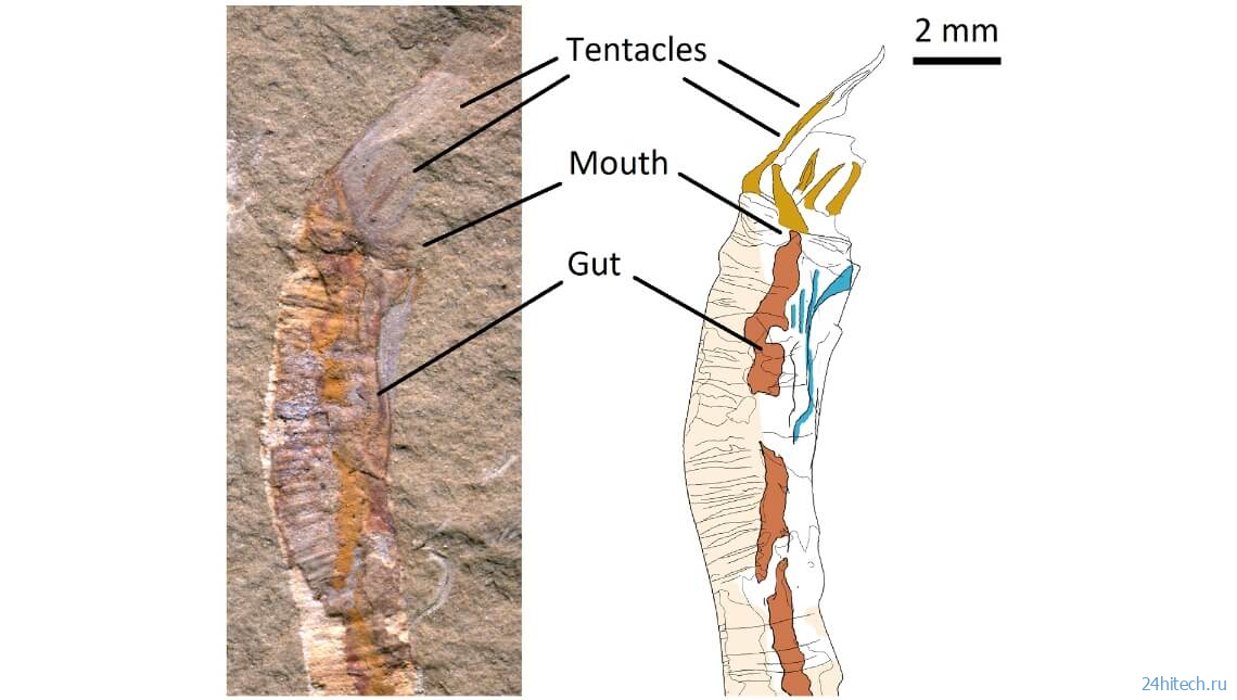 Кембрийские трубчатые окаменелости: загадка возрастом 500 миллионов лет разгадана