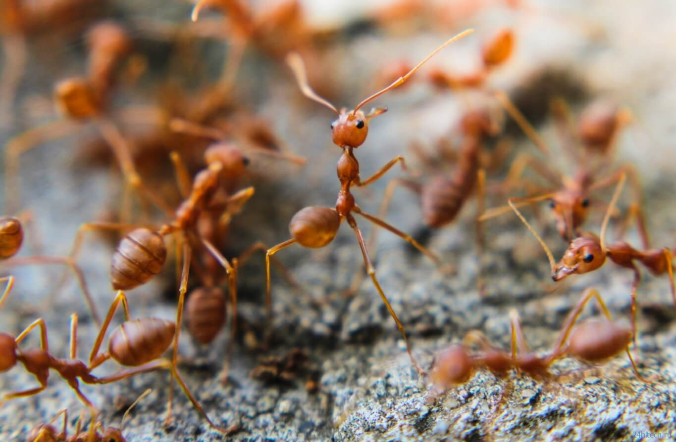 Чем опасно нашествие «огненных муравьев» на гавайские острова