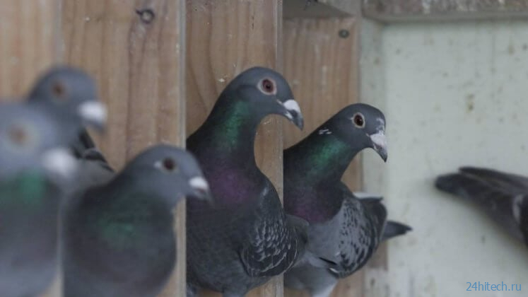 В Англии обнаружили новый вирус, превращающий голубей в ;зомби