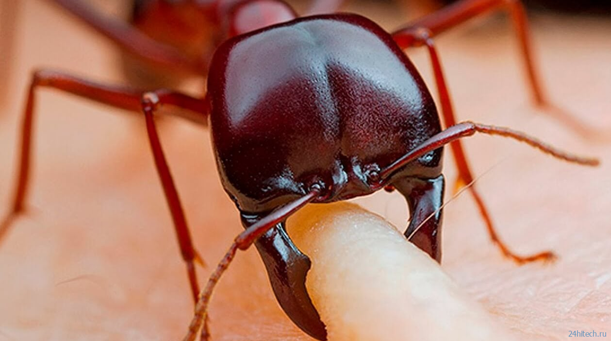 Чем опасно нашествие «огненных муравьев» на гавайские острова