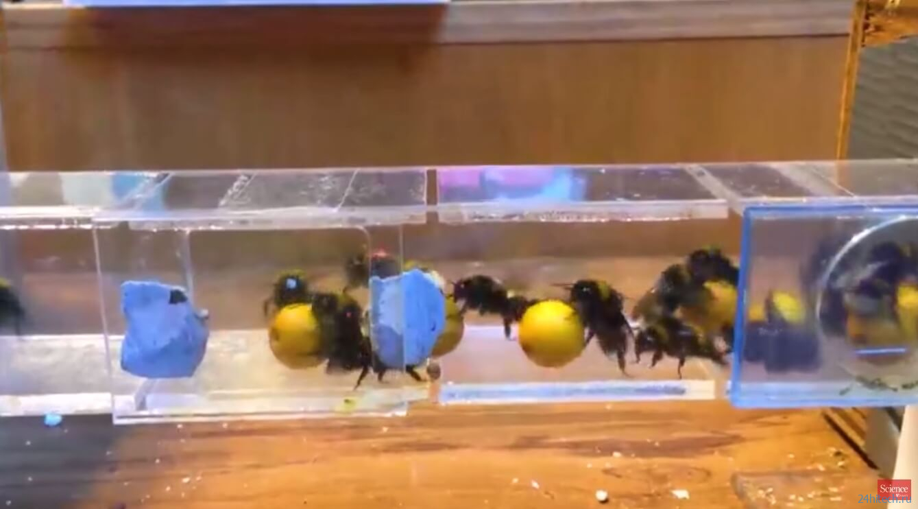 Пчелы любят играть с игрушками?