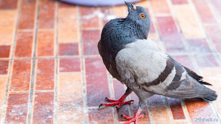 В Англии обнаружили новый вирус, превращающий голубей в ;зомби