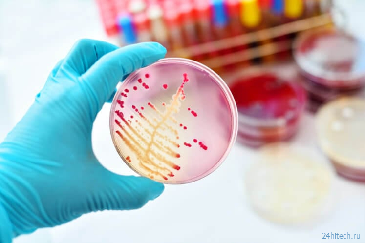 Устойчивые к антибиотикам бактерии могут мигрировать по организму