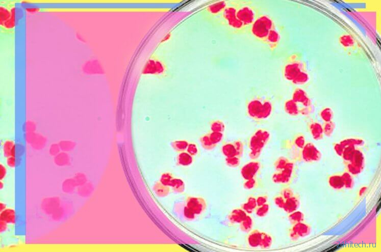 Устойчивые к антибиотикам бактерии могут мигрировать по организму