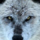 Как токсоплазмоз помогает волкам стать вожаками стаи