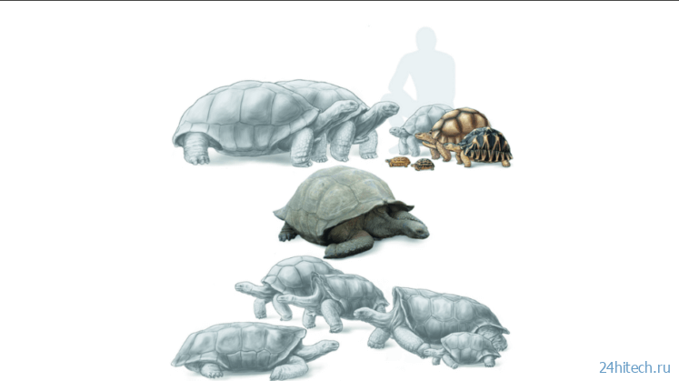1000 лет назад на Мадагаскаре жили гигантские 300-килограммовые черепахи