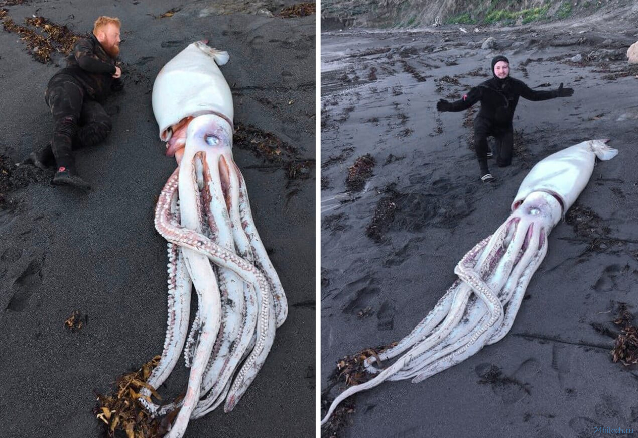 В Японии нашли гигантского кальмара. Эти создания легли в основу легенд о Кракене