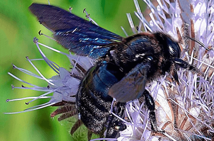 Ученые выяснили почему глобальное потепление климата приводит к гибели пчел