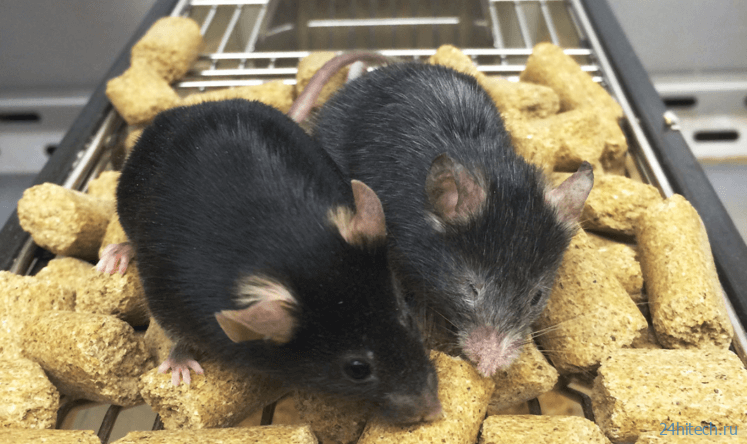 Ученые омолодили мышей: старение удалось повернуть вспять