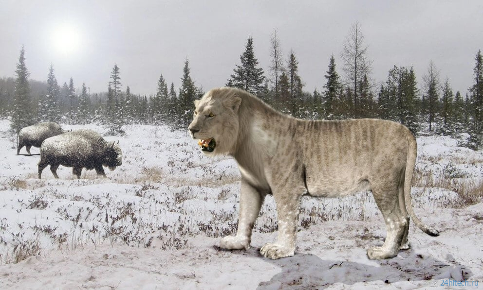 Как жили пещерные львы в Сибири и можно ли их клонировать