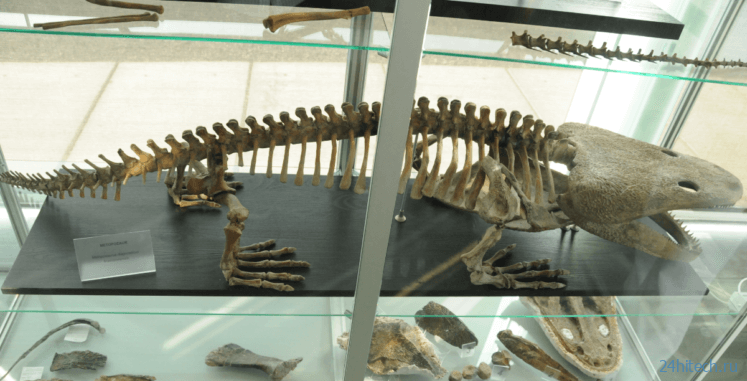 Древние животные страдали от рака более 200 миллионов лет назад