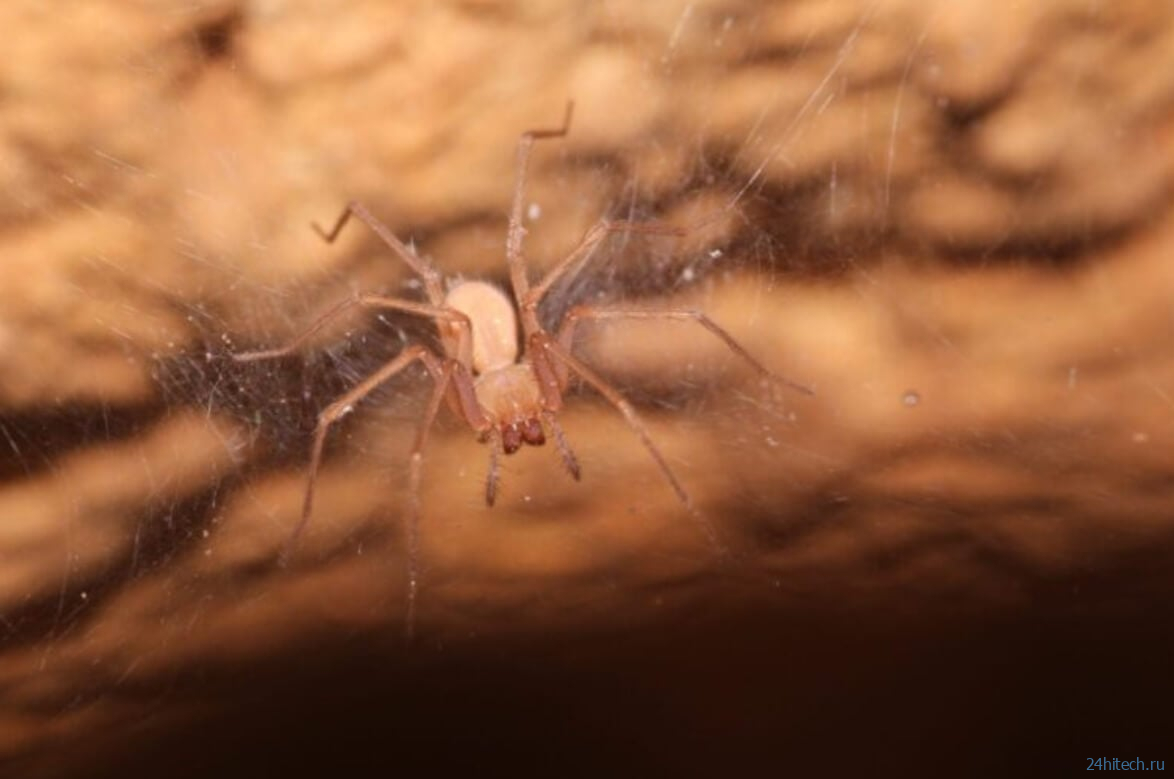 Пещерные пауки в Израиле потеряли глаза, и этому есть научное объяснение