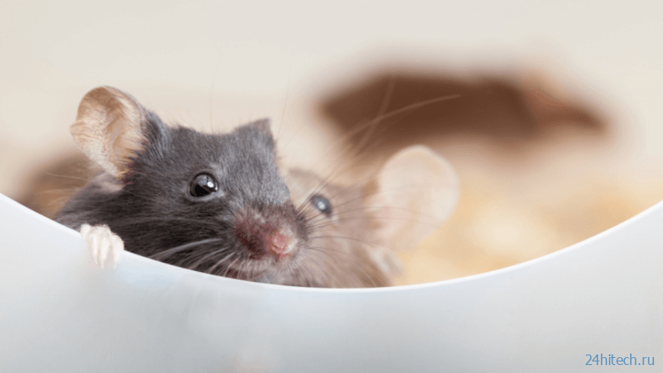 Мыши, рожденные от двух отцов, получились абсолютно здоровыми