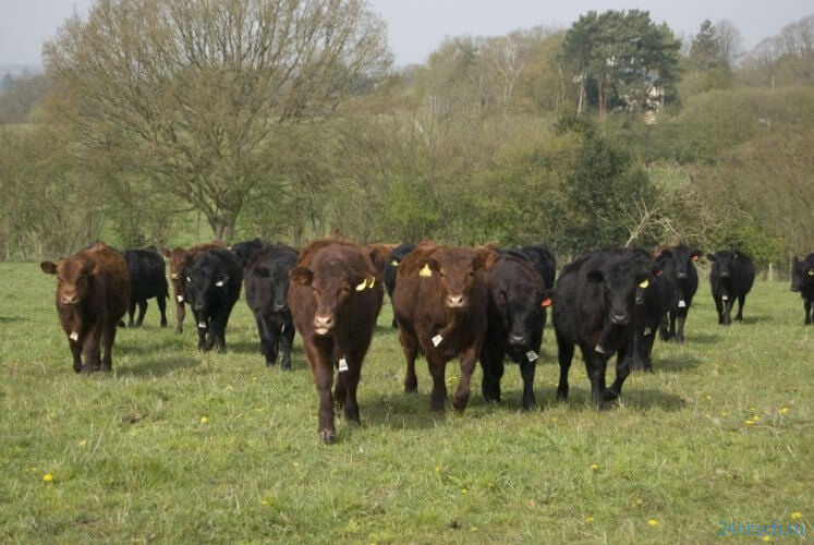 В США обнаружена новая, более опасная разновидность коровьего бешенства