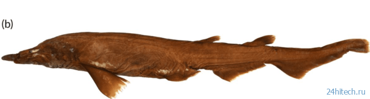 Акула-демон: обнаружен новый вид хищной рыбы, обитающий у берегов Австралии