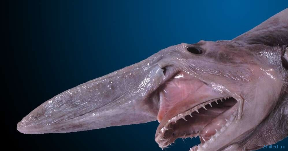 Акула-демон: обнаружен новый вид хищной рыбы, обитающий у берегов Австралии