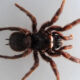 Самый смертоносный паук может менять яд в зависимости от настроения