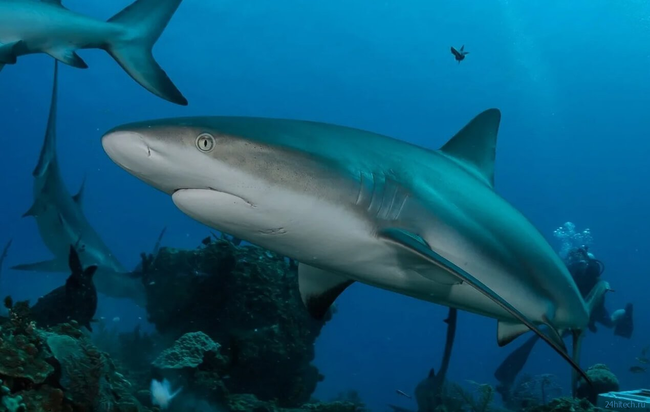 В каких морях и на каких курортах мира водятся акулы, убивающие туристов