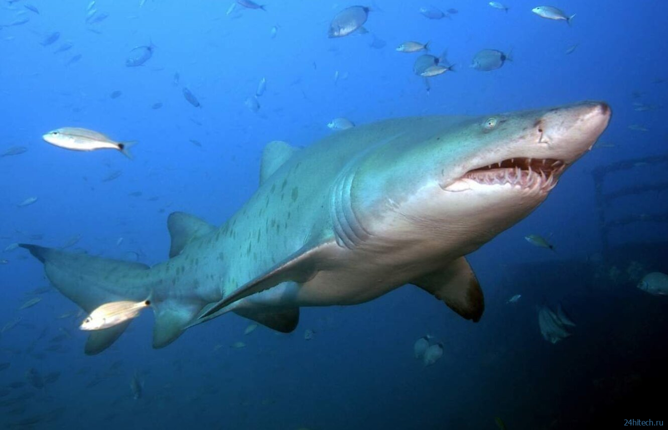 В каких морях и на каких курортах мира водятся акулы, убивающие туристов
