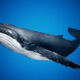 Что происходит с китами после смерти — загадка, которую раскрыли только недавно