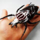 Голиафы: самые большие и сильные жуки размером с авокадо