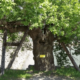 Эти деревья пережили взрыв атомной бомбы в Хиросиме — они все еще живы
