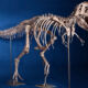 Сколько динозавров осталось открыть ученым, чтобы полностью изучить древний мир