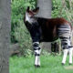 Окапи: неуловимое животное с головой жирафа и ногами зебры