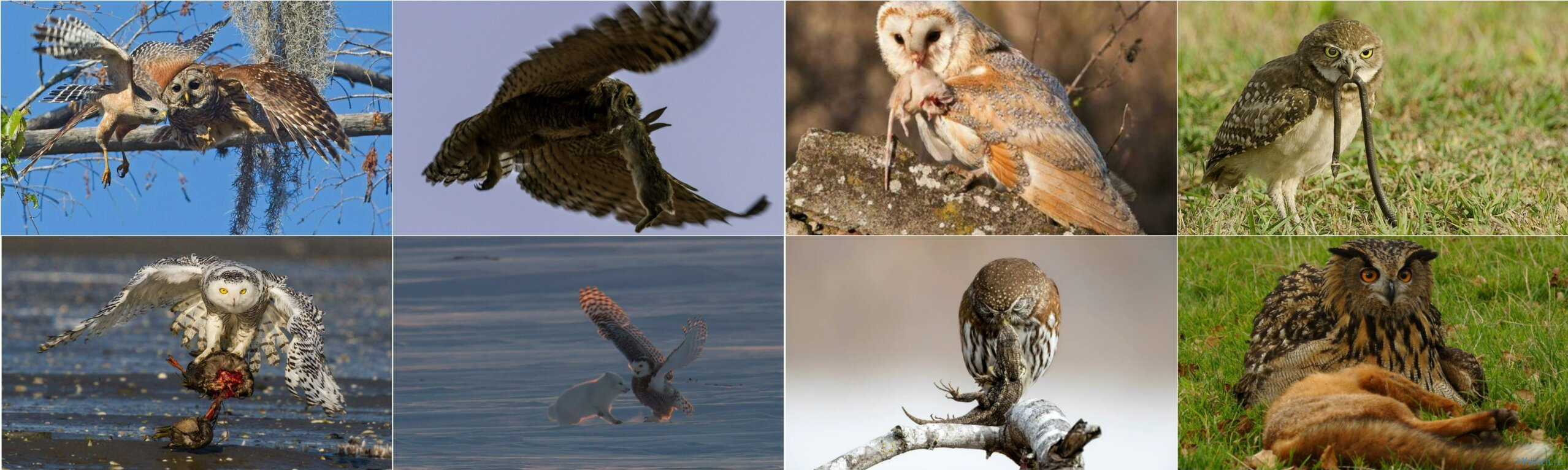 Что едят совы и почему среди них бывают каннибалы? Что едят совы и почему среди них бывают каннибалы?