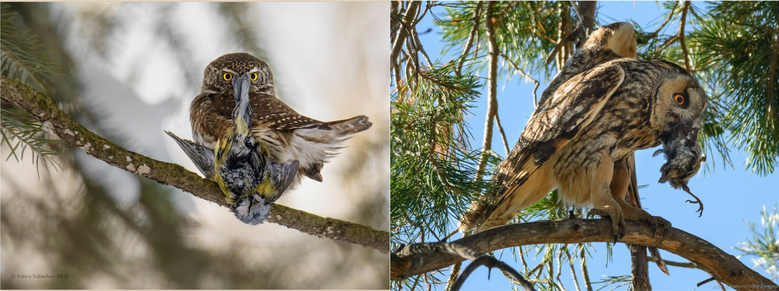 Что едят совы и почему среди них бывают каннибалы? Что едят совы и почему среди них бывают каннибалы?