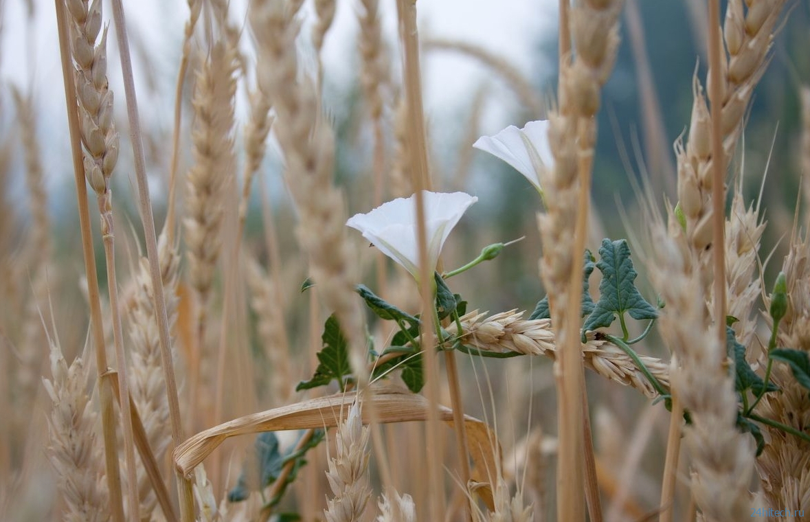 В чем разница между обычными растениями и сорняками? В чем разница между обычными растениями и сорняками?