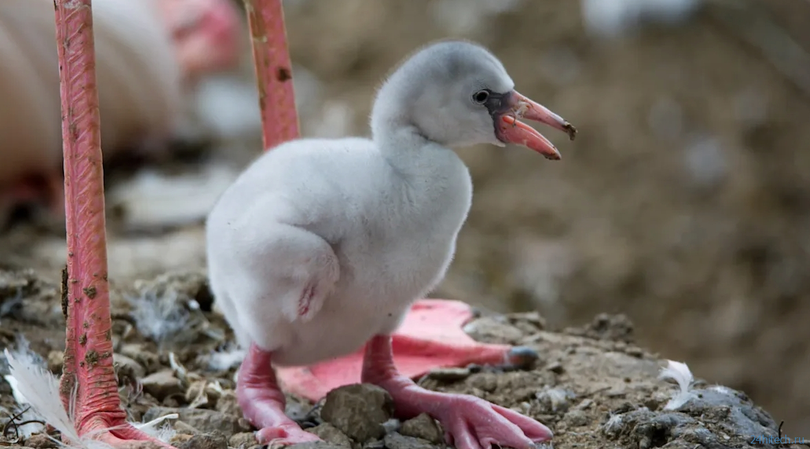 Почему фламинго розовые и стоят на одной ноге: самое подробное объяснение Почему фламинго розовые и стоят на одной ноге: самое подробное объяснение